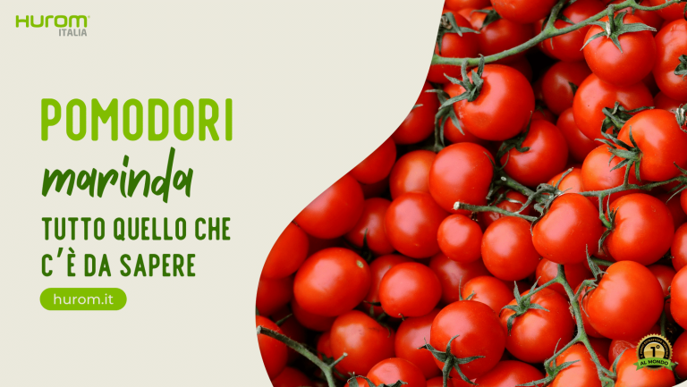 Pomodori Marinda tutto quello che ce da sapere